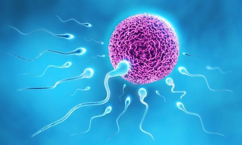 spermatozoi nella composizione del lubrificante negli uomini