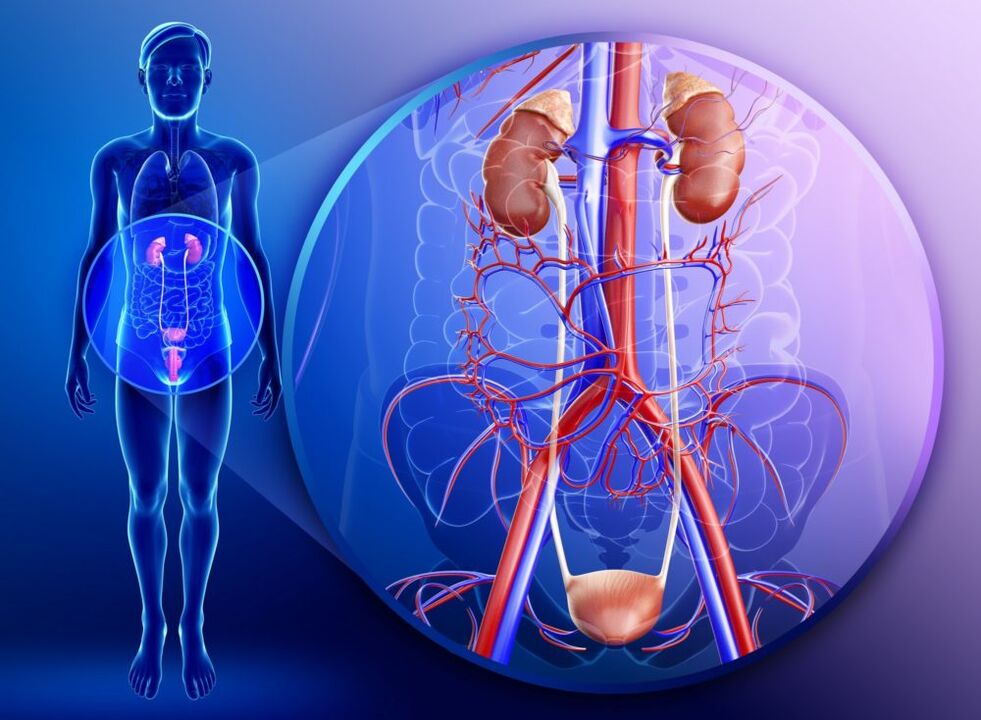 Con l'infiammazione degli organi del sistema genito-urinario, il trattamento con lo zenzero è vietato. 